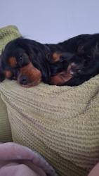 Lost Female Dog last seen Bryan Road, Blackool, Blackpool, England FY3 9BE