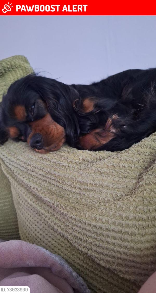 Lost Female Dog last seen Bryan Road, Blackool, Blackpool, England FY3 9BE