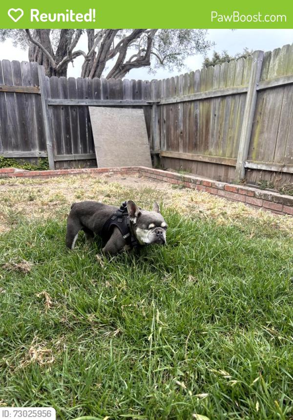 Reunited Male Dog last seen Victoria And Ketch Ave, Oxnard, CA 93035