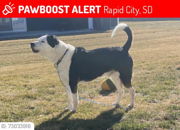Lost Male Dog last seen South canyon road, Rapid City, SD 57702