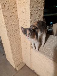 Found/Stray Unknown Cat last seen Ray and Price, Chandler, AZ 85224