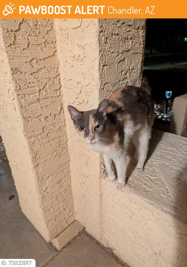 Found/Stray Unknown Cat last seen Ray and Price, Chandler, AZ 85224