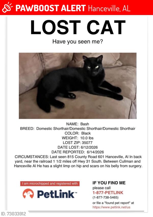 Lost Male Cat last seen County Road 601 1 mile off hwy 31, Hanceville, AL 35077