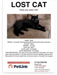 Lost Male Cat last seen County Road 601 1 mile off hwy 31, Hanceville, AL 35077