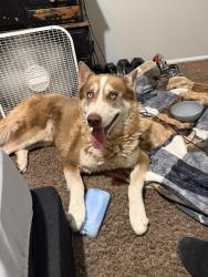 Found/Stray Male Dog last seen Thunderbird 51st ave, Glendale, AZ 85306