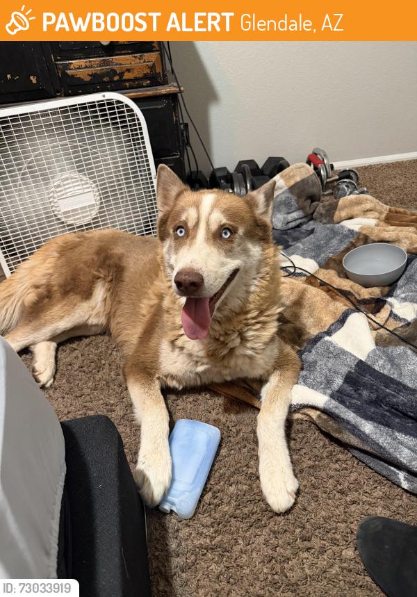 Found/Stray Male Dog last seen Thunderbird 51st ave, Glendale, AZ 85306
