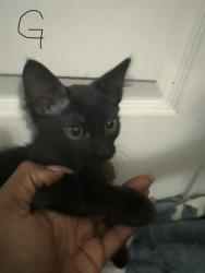 Shelter Stray Female Cat last seen , 4710 TX-151, San Antonio, TX 78227, USA