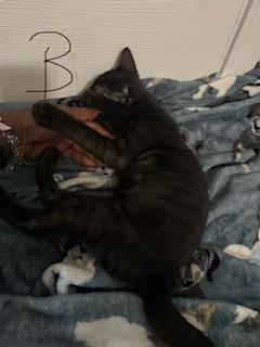 Shelter Stray Male Cat last seen , 4710 TX-151, San Antonio, TX 78227, USA