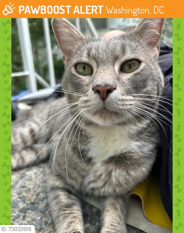 Found/Stray Male Cat last seen CPIV cndmniums, Washington, DC 20024