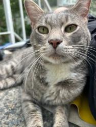 Found/Stray Male Cat last seen CPIV cndmniums, Washington, DC 20024