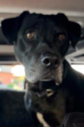 Lost Male Dog last seen Near Carmel Valley Dr  Frisco Tx 75034, Frisco, TX 75035
