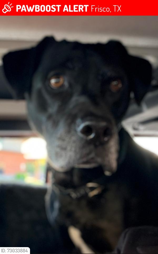 Lost Male Dog last seen Near Carmel Valley Dr  Frisco Tx 75034, Frisco, TX 75035