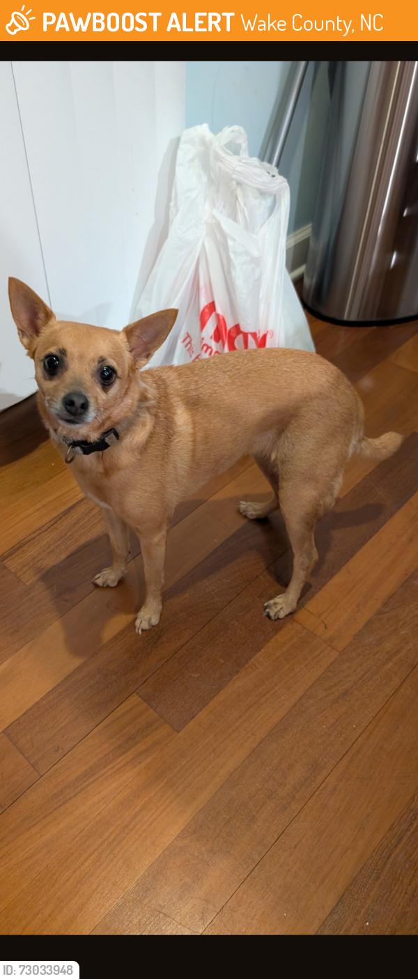 Found/Stray Female Dog last seen John adams road by the intersection by the brick hse, Wake County, NC 27592