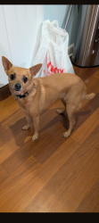 Found/Stray Female Dog last seen John adams road by the intersection by the brick hse, Wake County, NC 27592