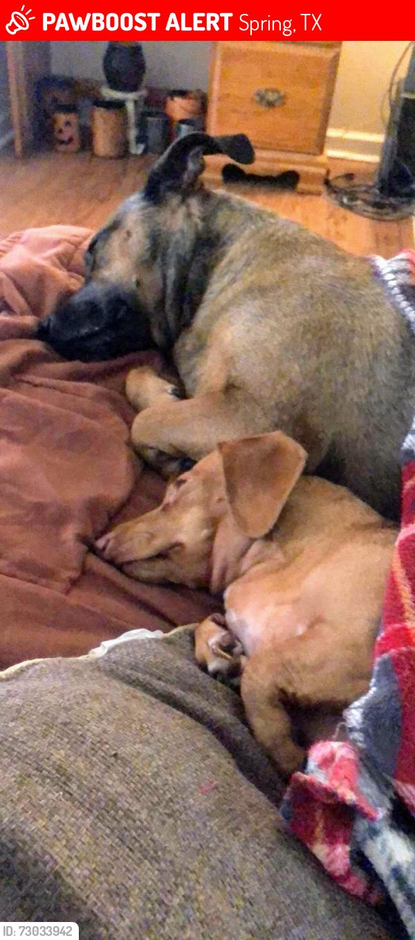 Lost Male Dog last seen Near cimarron pass dr, Spring, TX 77373