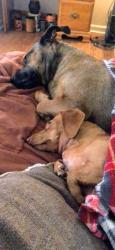 Lost Male Dog last seen Near cimarron pass dr, Spring, TX 77373