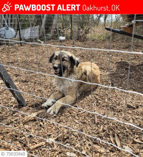 Lost Female Dog last seen W 64th st s and s 61st ave, Oakhurst, OK 74131