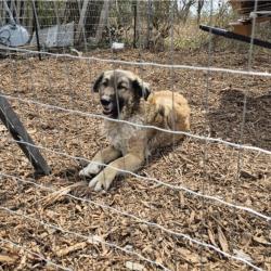 Lost Female Dog last seen W 64th st s and s 61st ave, Oakhurst, OK 74131
