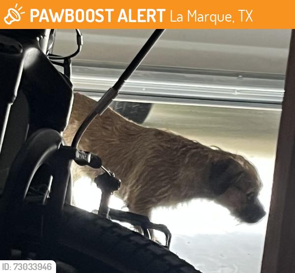 Found/Stray Female Dog last seen Delany Cove, La Marque, TX 77568