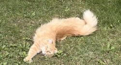 Lost Male Cat last seen 10th and raceway rd, Indianapolis, IN 46234