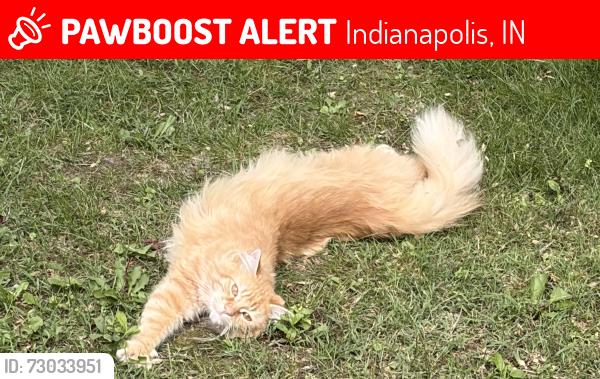 Lost Male Cat last seen 10th and raceway rd, Indianapolis, IN 46234