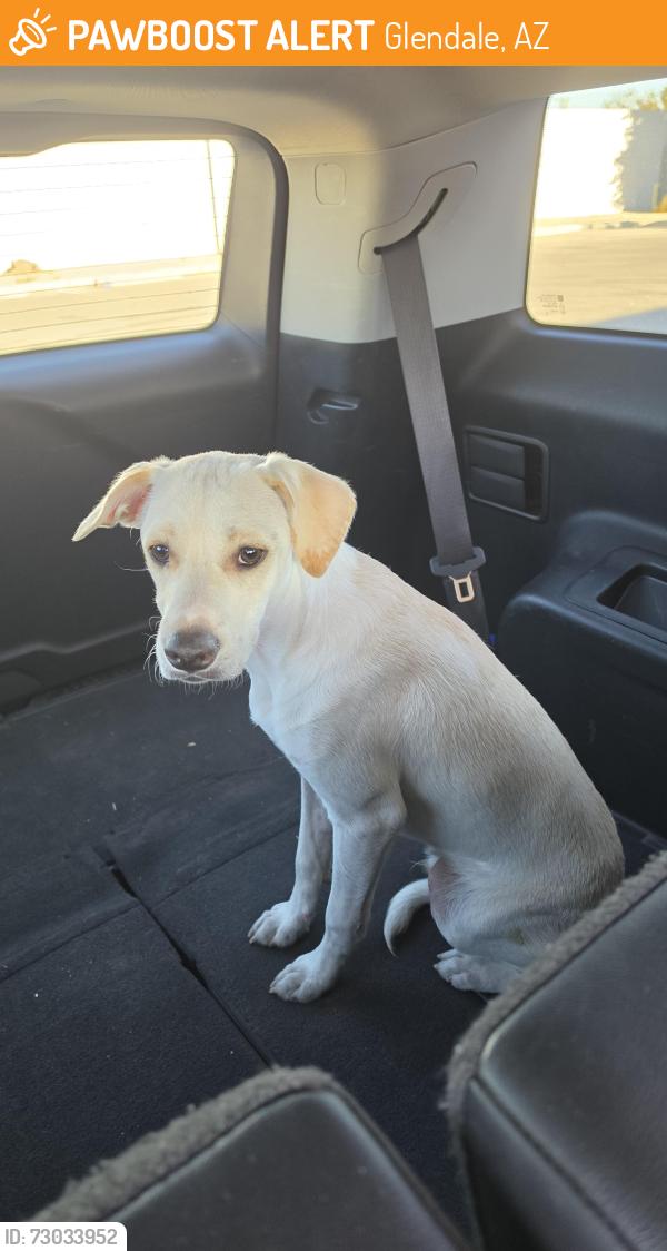Found/Stray Male Dog last seen AutoZone, Glendale, AZ 85301