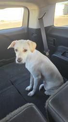 Found/Stray Male Dog last seen AutoZone, Glendale, AZ 85301