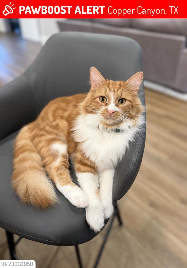 Lost Male Cat last seen Meadow drive , Copper Canyon, TX 76226