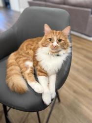 Lost Male Cat last seen Meadow drive , Copper Canyon, TX 76226