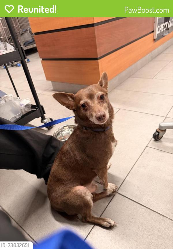 Reunited Male Dog last seen clara maass dr, Newark, NJ 07003