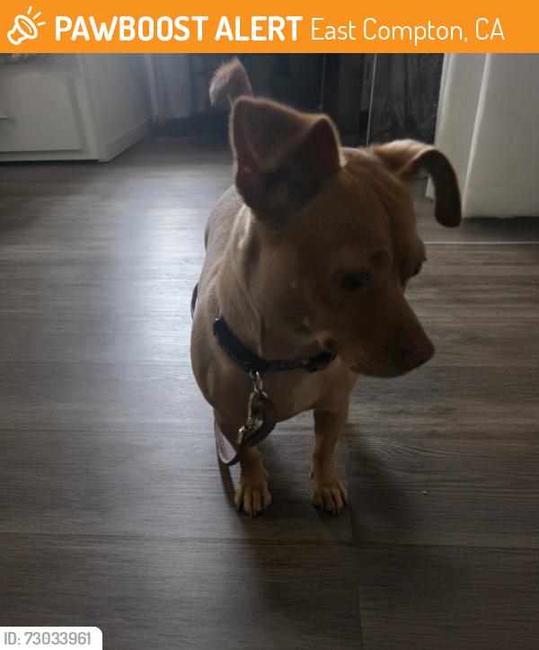 Found/Stray Female Dog last seen Rosecrans ave and atlantic ave, East Compton, CA 90221