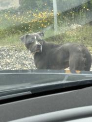 Found/Stray Unknown Dog last seen By fire dept station 8, San Antonio, TX 78255