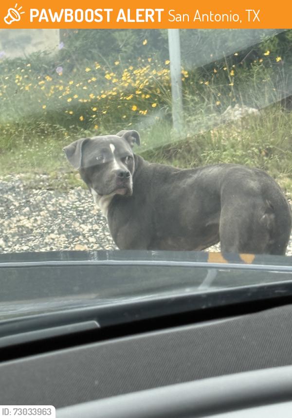 Found/Stray Unknown Dog last seen By fire dept station 8, San Antonio, TX 78255