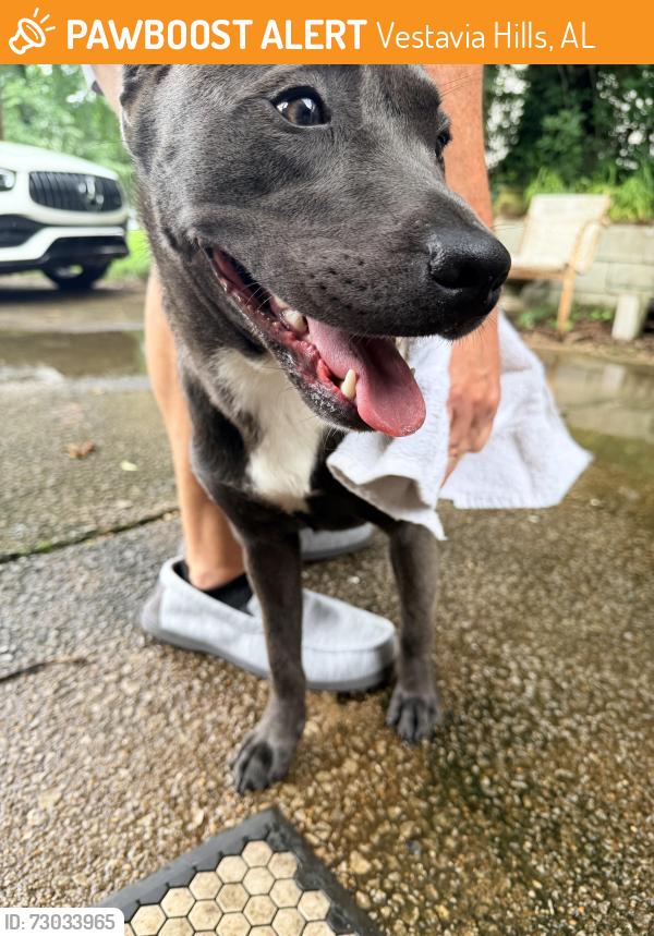 Found/Stray Male Dog last seen Mountain woods circle, Vestavia Hills, AL 35216