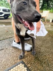 Found/Stray Male Dog last seen Mountain woods circle, Vestavia Hills, AL 35216