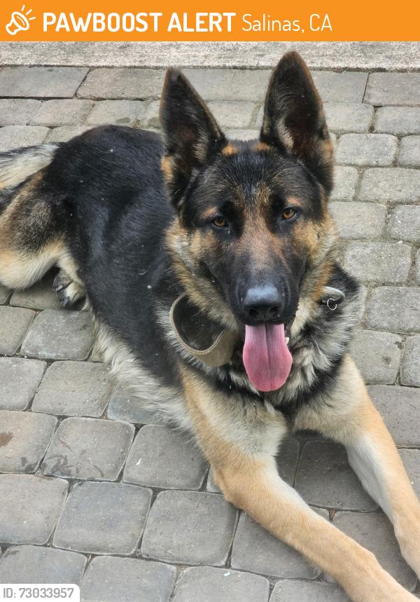 Found/Stray Male Dog last seen McKinnon and Boronda, Salinas, CA 93906