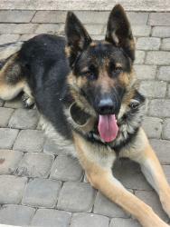 Found/Stray Male Dog last seen McKinnon and Boronda, Salinas, CA 93906