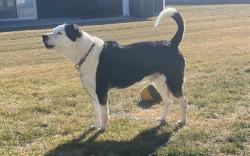 Lost Male Dog last seen South canyon road, Rapid City, SD 57702