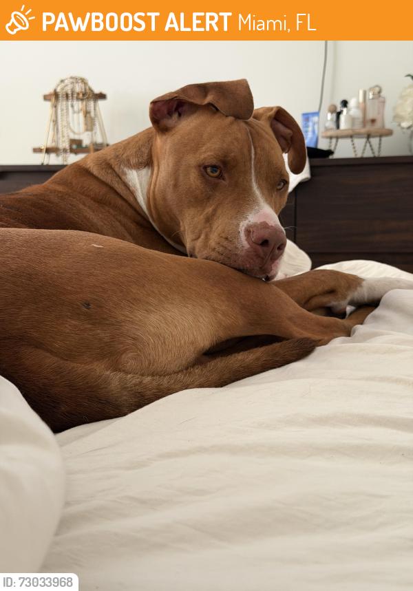 Found/Stray Male Dog last seen Near Furia nightclub, Miami, FL 33127