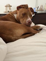 Found/Stray Male Dog last seen Near Furia nightclub, Miami, FL 33127