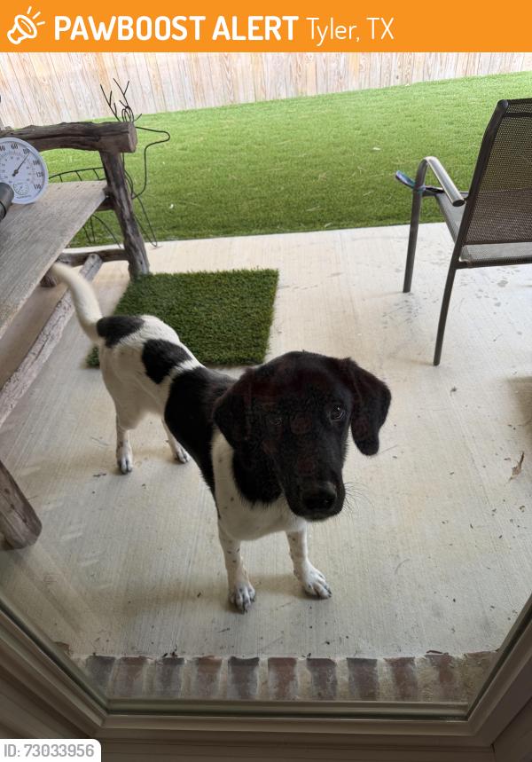 Found/Stray Female Dog last seen Paluxy & Shiloh, Tyler, TX 75703