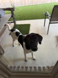 Found/Stray Female Dog last seen Paluxy & Shiloh, Tyler, TX 75703