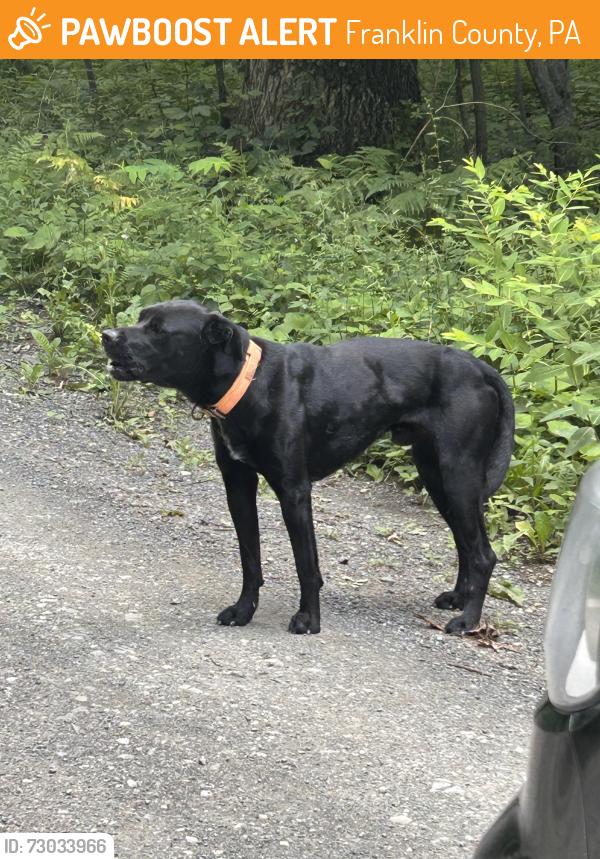 Found/Stray Male Dog last seen Metzer Gap Rd, Franklin County, PA 17214