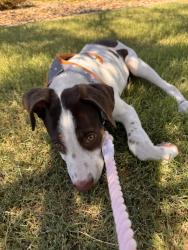 Found/Stray Female Dog last seen 21st ave and union hills, Phoenix, AZ 85027