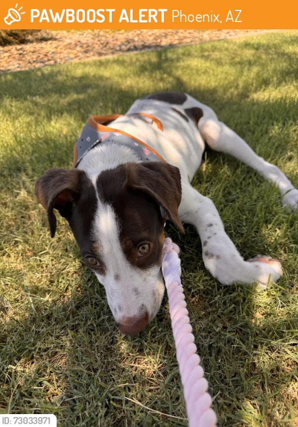 Found/Stray Female Dog last seen 21st ave and union hills, Phoenix, AZ 85027