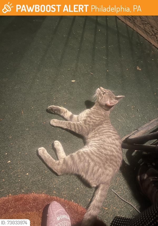 Found/Stray Unknown Cat last seen Mt Pleasant and Chew Ave, Philadelphia, PA 19119