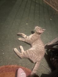 Found/Stray Unknown Cat last seen Mt Pleasant and Chew Ave, Philadelphia, PA 19119