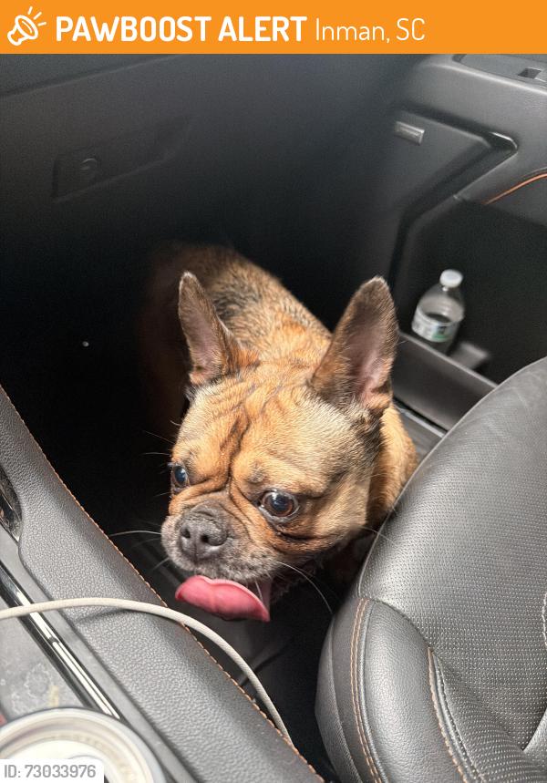 Found/Stray Female Dog last seen Walking down Royston Rd … Innman, SC, Inman, SC 29349