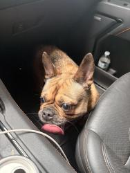 Found/Stray Female Dog last seen Walking down Royston Rd … Innman, SC, Inman, SC 29349