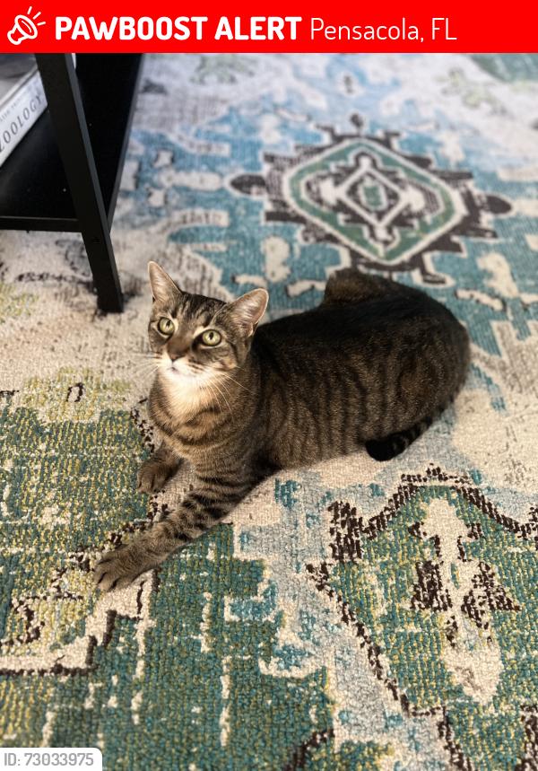 Lost Female Cat last seen N 17th ave and w la rua.  Near graffiti bridge , Pensacola, FL 32501